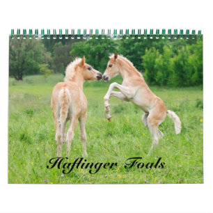 Calendrier Haflinger Foies - taille moyenne