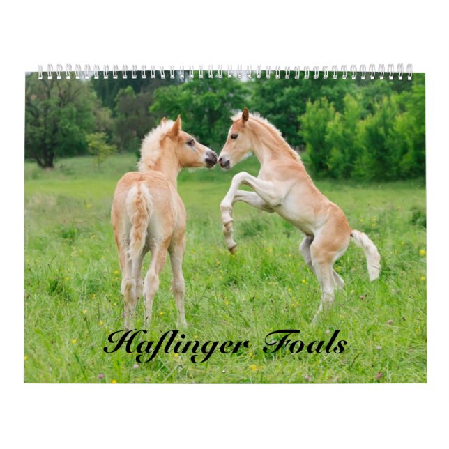 Calendrier Haflinger pouline la taille 2017 grande (Protection)