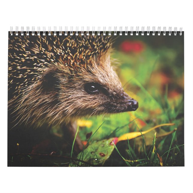 Calendrier Hérissons, Hedgehog (Protection)