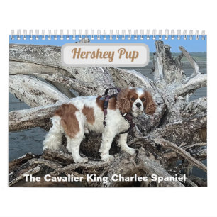 Calendrier Hershey Pup Cavalier King Charles Spaniel Calendri