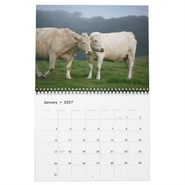 Calendrier IMG_6979, I Love Cows avec les Magnifiques... (Jan 2027)