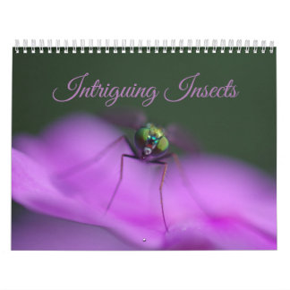 Calendrier intrigant d'insectes