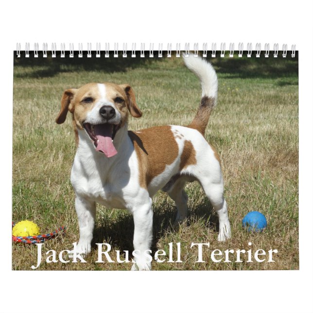 Calendrier Jack Russell Terrier (Protection)