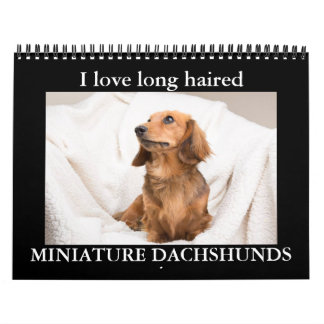 Calendrier J'ADORE LES DACHSHUNDS MINIATURE AUX cheveux longs
