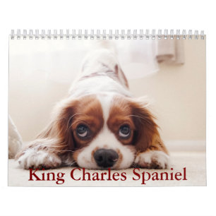 Calendrier King Charles Spaniel