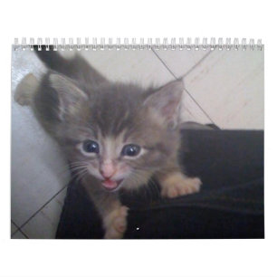 calendrier kittty