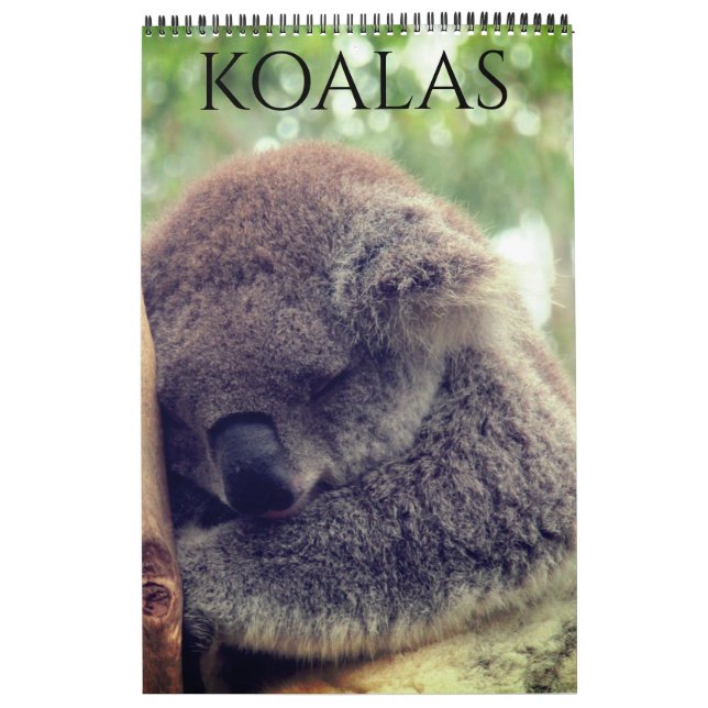 Calendrier koalas australiens 2026 (Protection)