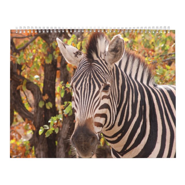 Calendrier La beauté de l'Afrique (Protection)