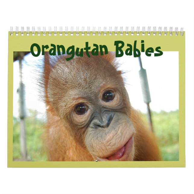 Calendrier La faune de Cute Apes Orangutan (Protection)