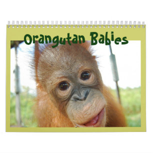 Calendrier La faune de Cute Apes Orangutan