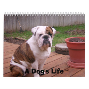 Calendrier La vie d'un chien