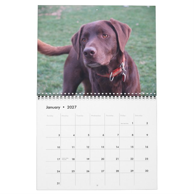 Calendrier Labrador & Golden Calendar (Jan 2027)