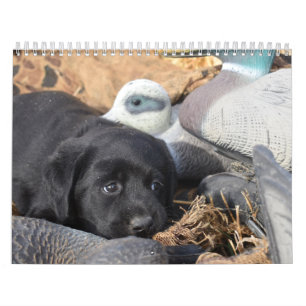 Calendrier Labrador Retriever Puppies