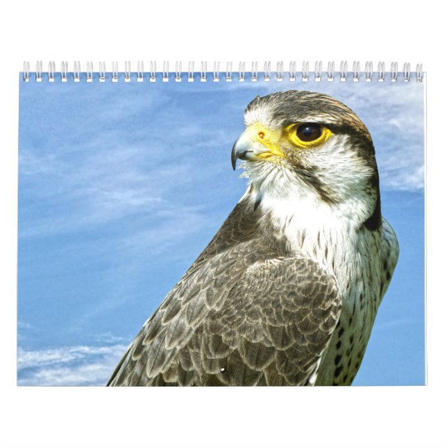 Calendrier Lanner Falcon perché (Protection)
