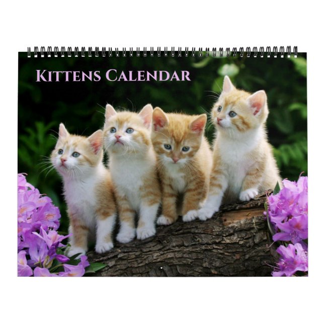 Calendrier Large Size Kittens Calendar (Protection)