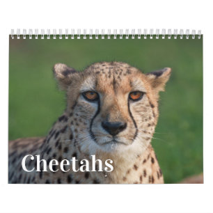 Calendrier Le Fast and Beautiful : la collection Cheetah