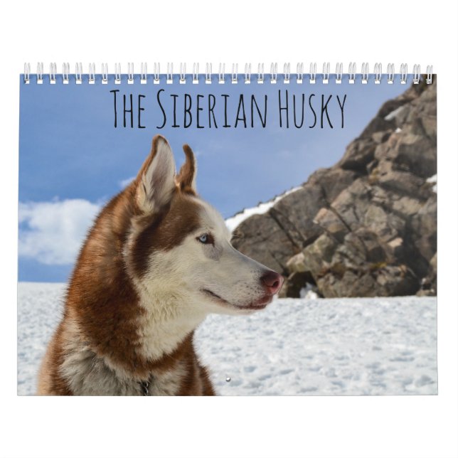 Calendrier Le Husky Sibérien (Protection)