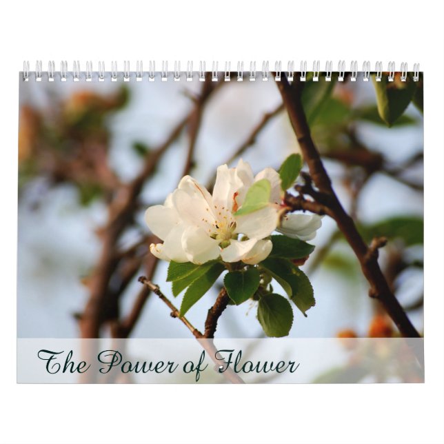 Calendrier Le pouvoir de la fleur (Protection)