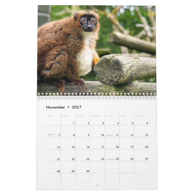 Calendrier Lemur 2025 (Nov 2027)