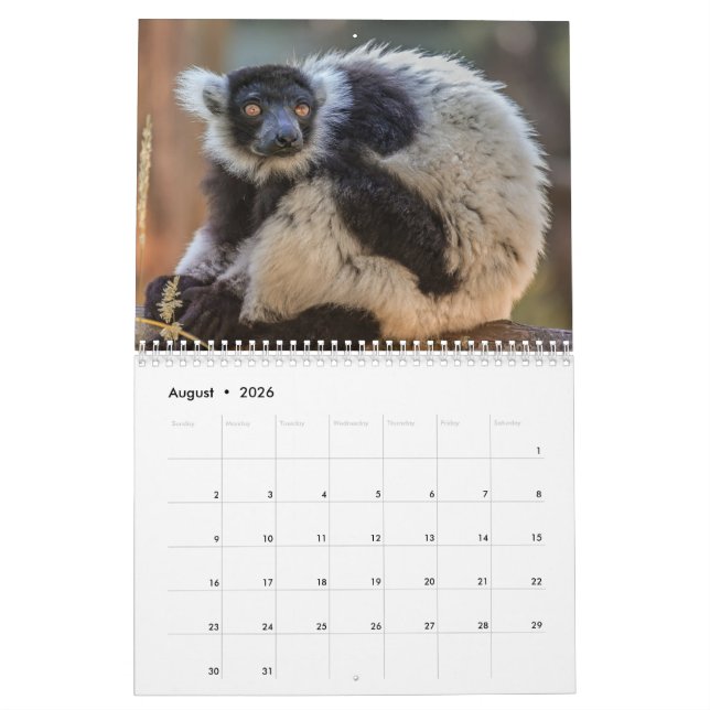 Calendrier Lemur 2025 (Aug 2026)