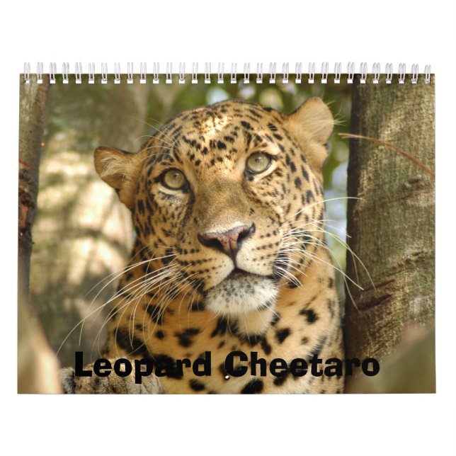 Calendrier LeopardCheetaro013, léopard Cheetaro (Protection)