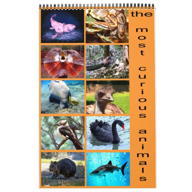 Calendrier Les 12 animaux les plus curieux de la planète (Protection)