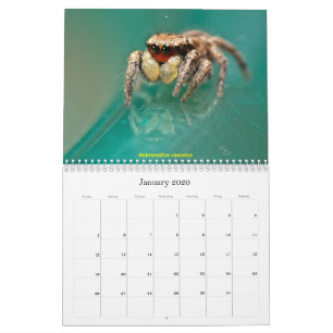 Calendrier Les araignées les plus folles