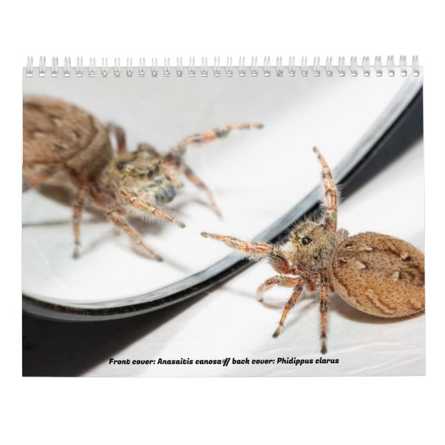 Calendrier Les araignées les plus sombres (Dos)