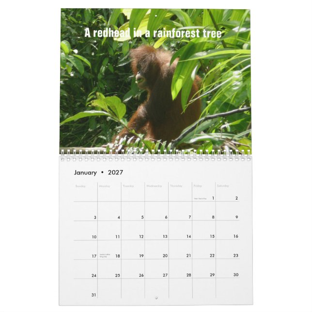 Calendrier Les douze jours de Noël par des orangs-outans (Jan 2027)