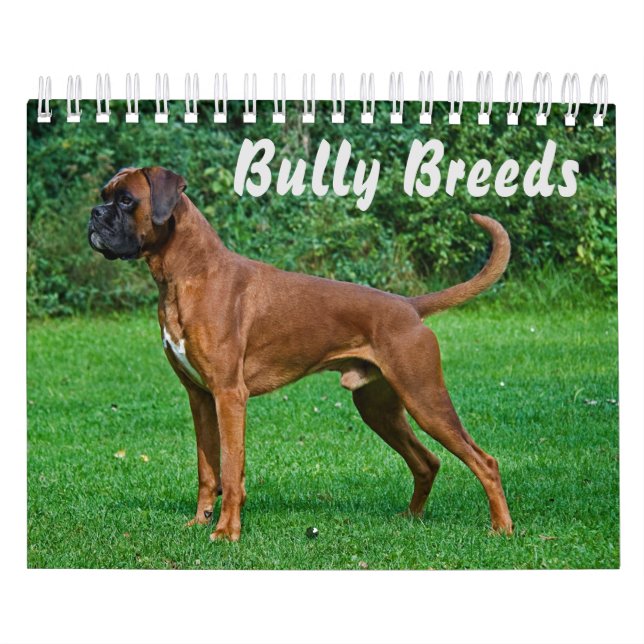 Calendrier Les Magnifiques Race Bully (Protection)