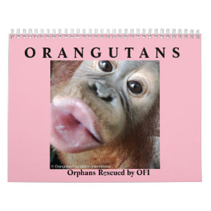 Calendrier Les orangs-outans ont secouru des orphelins