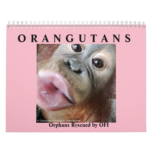 Calendrier Les orangs-outans ont secouru des orphelins (Protection)