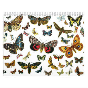 Calendrier Lithographies des papillons et des papillons