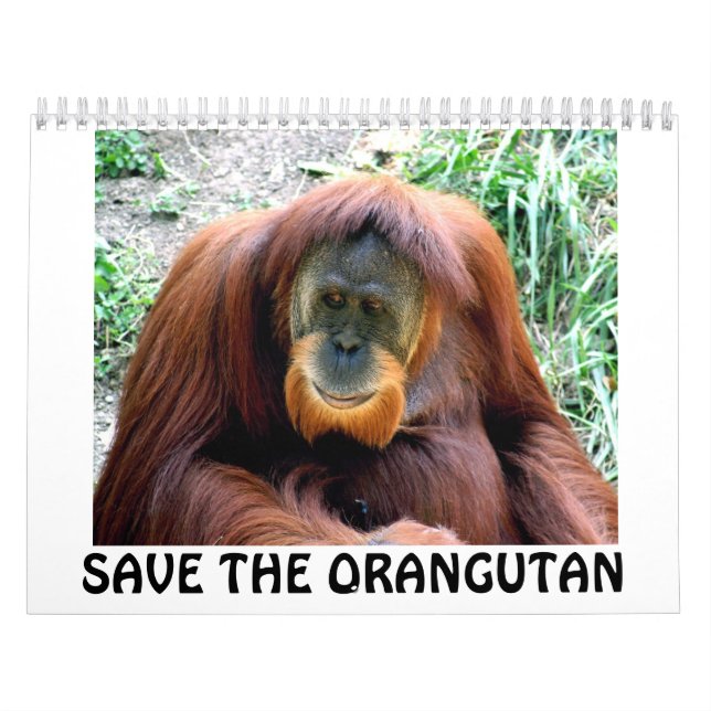 Calendrier l'orang-outan, SAUVENT L'ORANG-OUTAN (Protection)