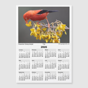 Calendrier magnétique 5x7 2026 Iiwi Oiseau Hawaïen