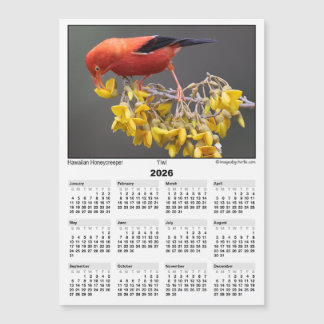 Calendrier magnétique 5x7 2026 Iiwi Oiseau Hawaïen