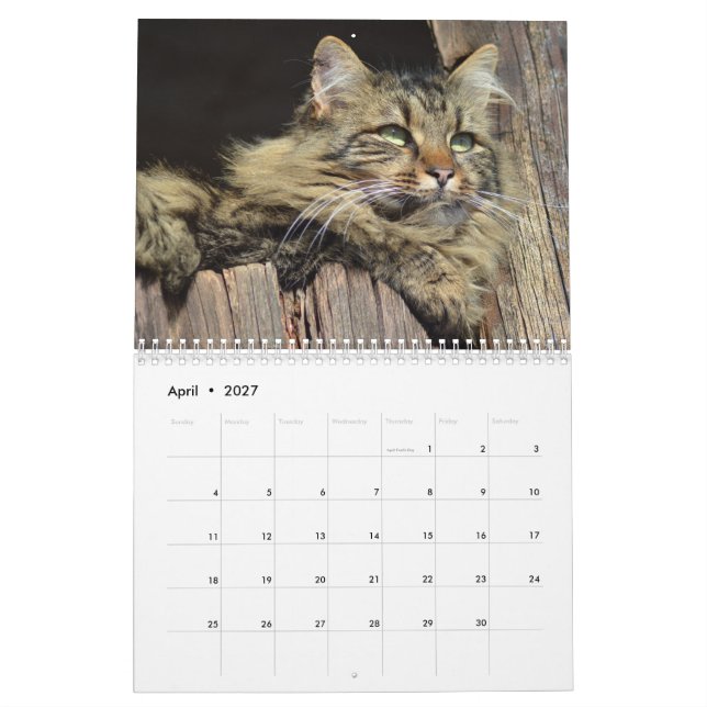 Calendrier Maine Coon Kitty Cat Cute (Apr 2027)