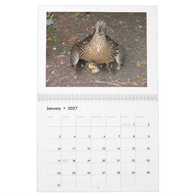 Calendrier Mallard Duckings (Jan 2027)