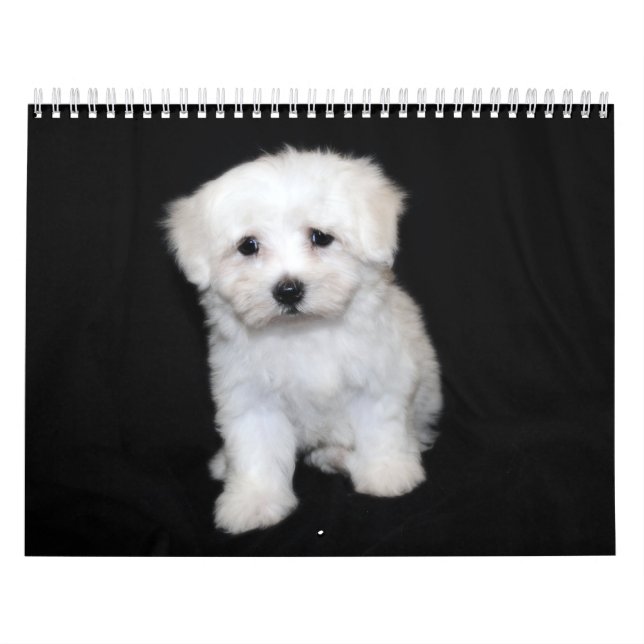 Calendrier maltais et de Maltipoo de chiot (Protection)