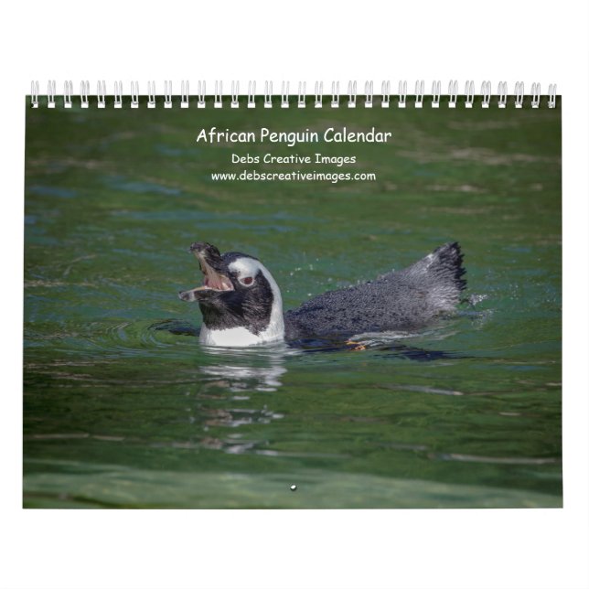 Calendrier Manchots africains 2026 (Protection)