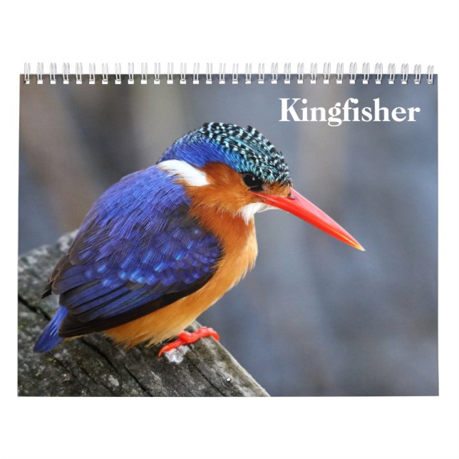 Calendrier Martin-pêcheur 2027 (Protection)