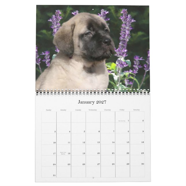 Calendrier Mastiff Puppies (Jan 2027)