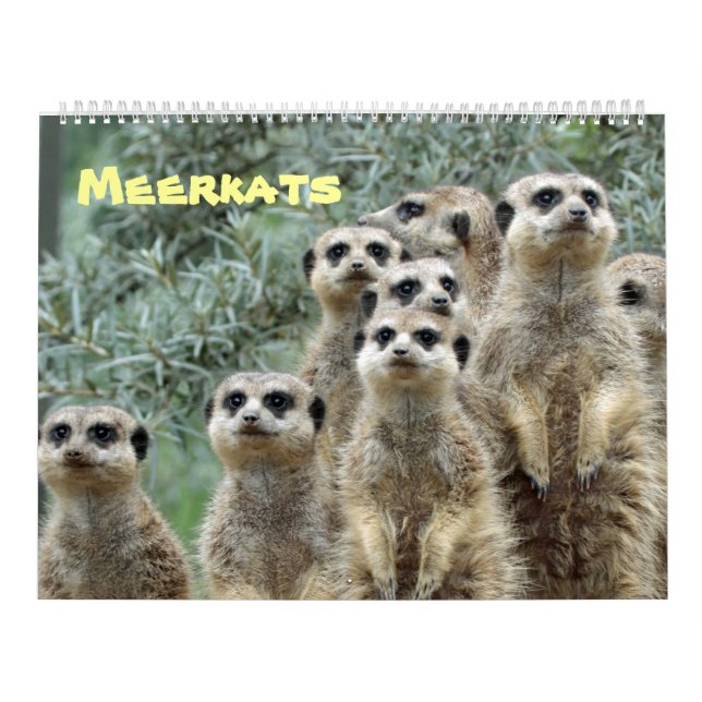 Calendrier Meerkats (Protection)