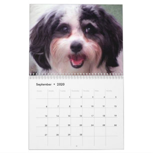 Calendrier mignon de chien de 2020 K-ECO Zuchon