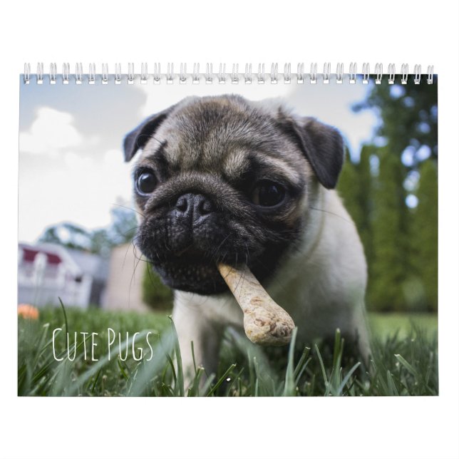 Calendrier mignon de chiens de carlins - (Protection)