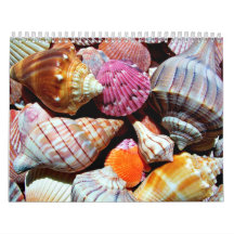 Motif Coastal Ocean Sea Shell