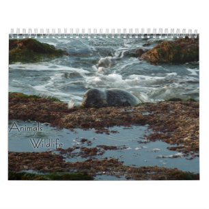 Calendrier Mural 12 Mois de Photographie d'Animaux et de Faune