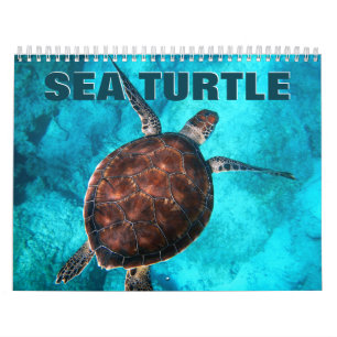 Calendrier mural 2022 des tortues marines