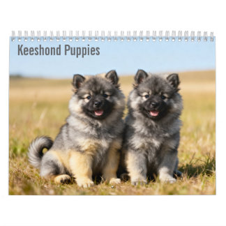 Calendrier mural 2027 des chiots Keeshond