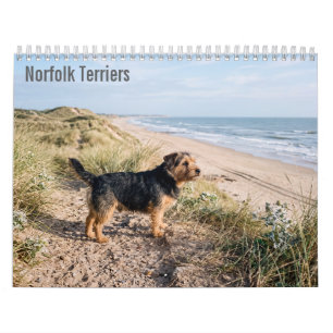 Calendrier mural 2027 des Norfolk Terriers